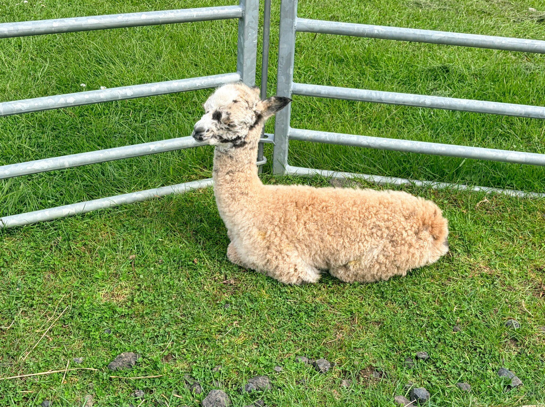 Bowbridge Alpacas Scotland-Peat Inn必去景点