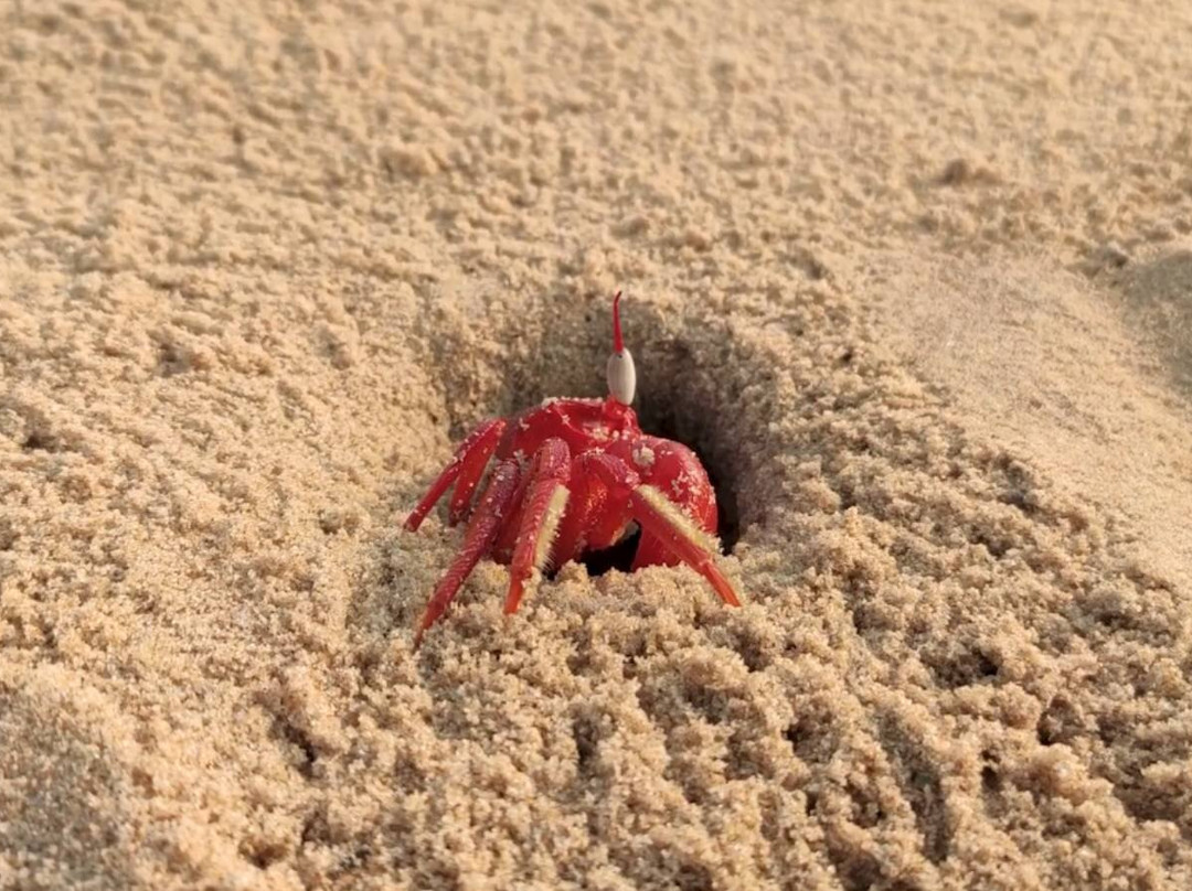 Chandipur Beach-Balasore必去景点