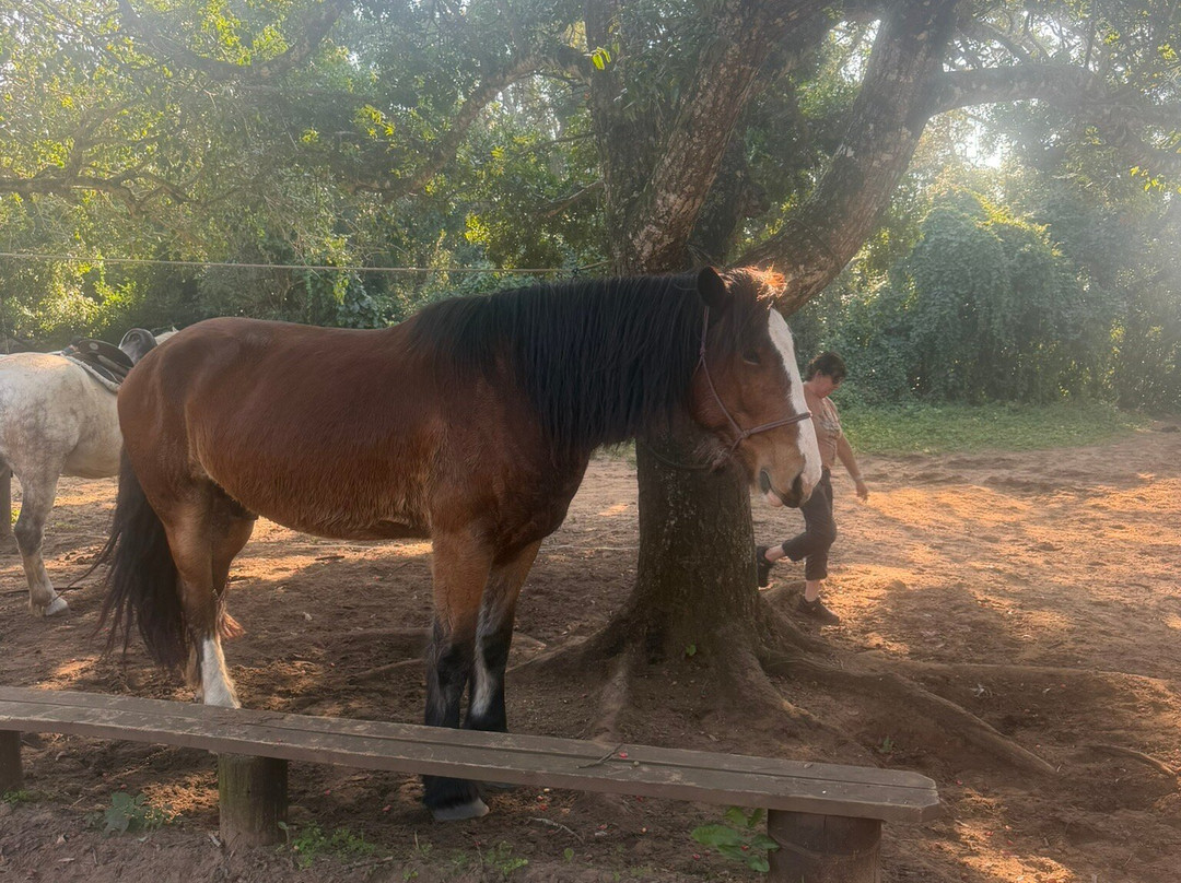 Bhangazi Horse Safaris-圣露西亚必去景点