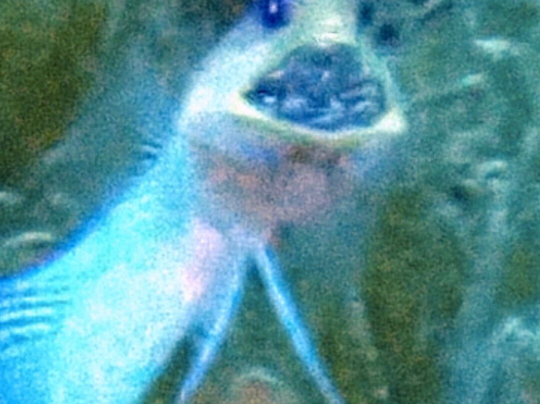 Scubaqua Dive Center-圣尤斯泰希厄斯岛必去景点