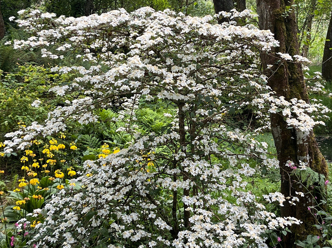 Stone Lane Gardens-Chagford必去景点