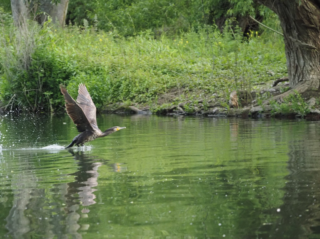 GG Wildlife Experiences Ltd-Goring-on Thames必去景点