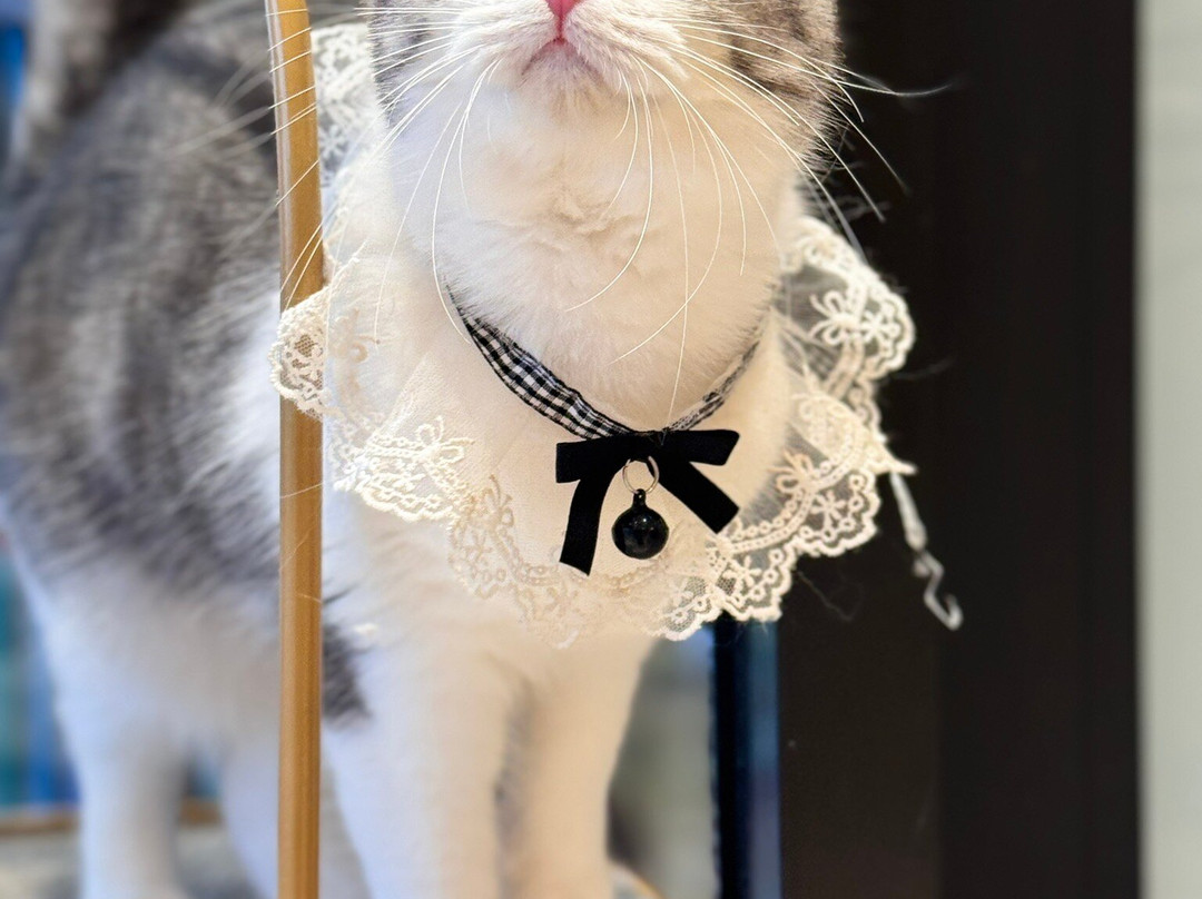 Cat Cafe Moch