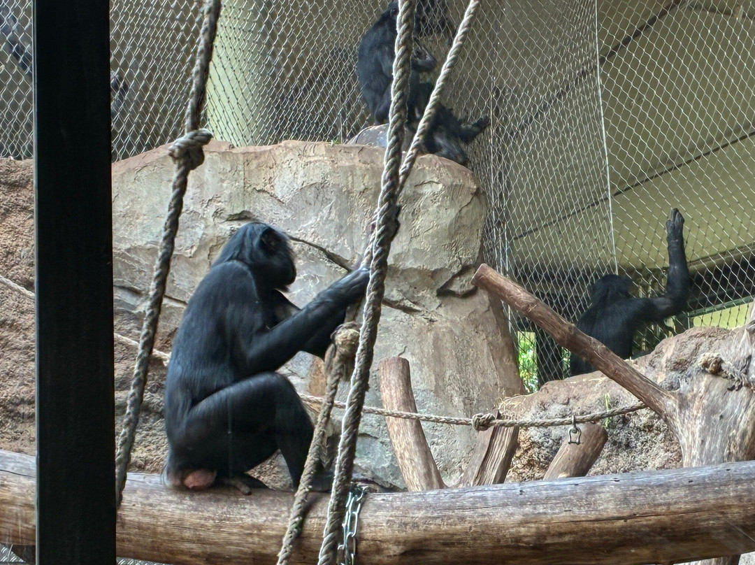 Zoo Frankfurt-法兰克福必去景点