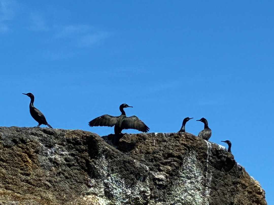 Coast Boat Trips in Cornwall-圣艾维斯必去景点