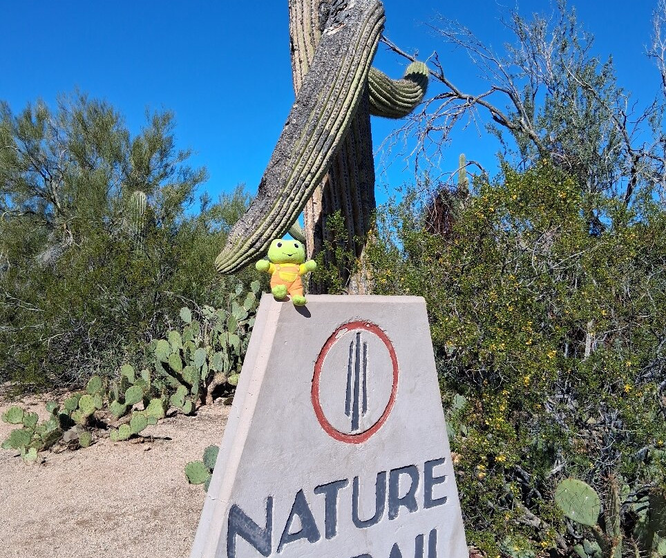 Saguaro National Park-图森必去景点