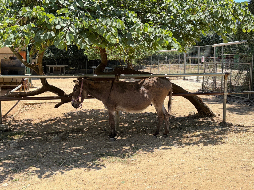 Corfu Donkey Rescue-Paleokastritsa必去景点