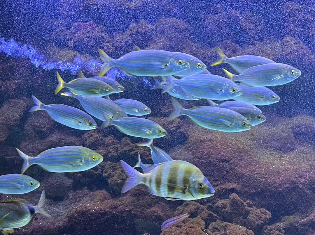 Aquarium de Biarritz-比亚里茨必去景点