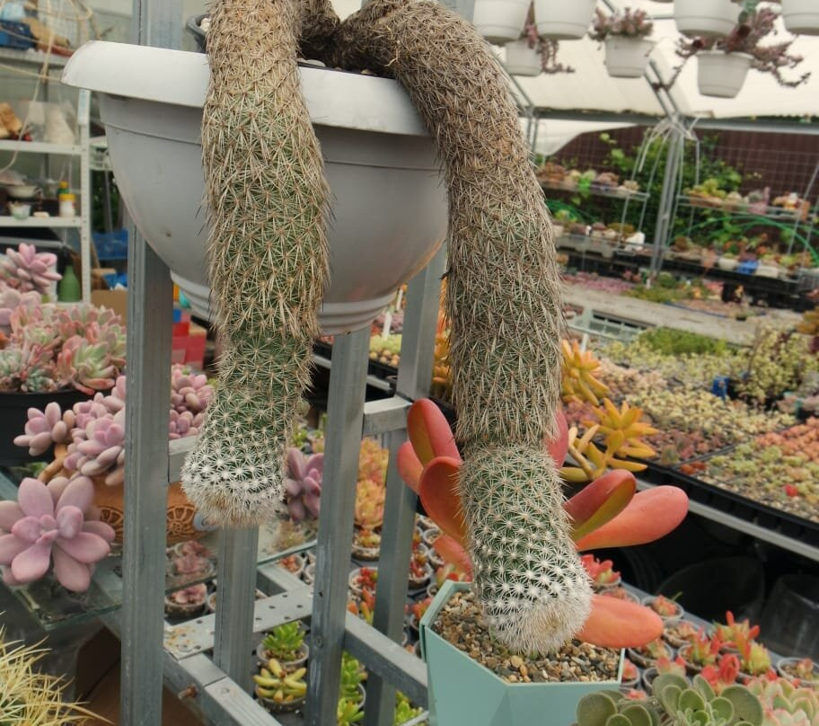 Greenhouse of Exotic Plants-Lazarevskoye必去景点