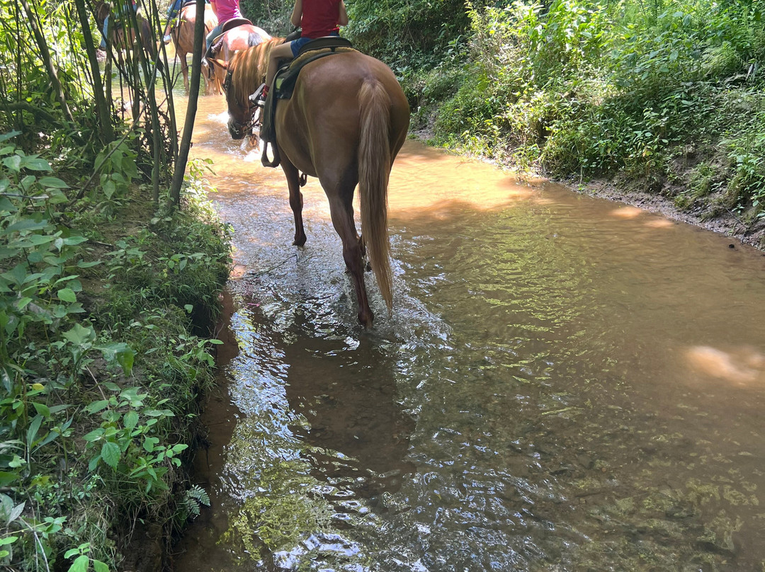 Appalachian Trail Rides-Mineral Bluff必去景点