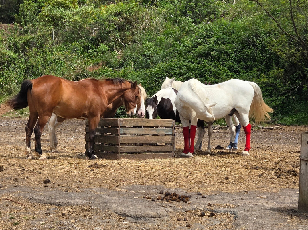 Equine Village by Quinta do Riacho-Santo da Serra必去景点