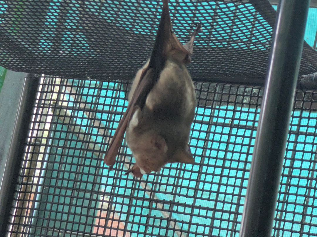 The Bat Hospital Visitor Centre- 阿瑟顿必去景点