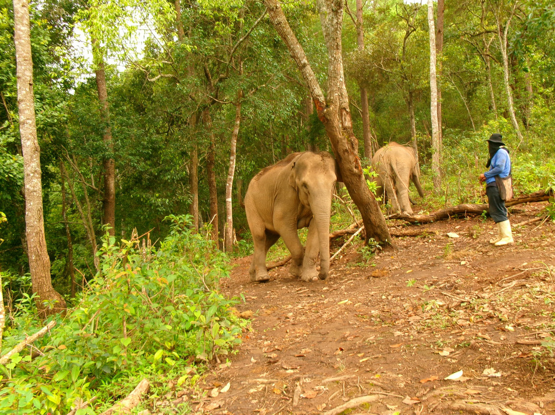 Blue Daily Elephant Care Sanctuary-清迈必去景点
