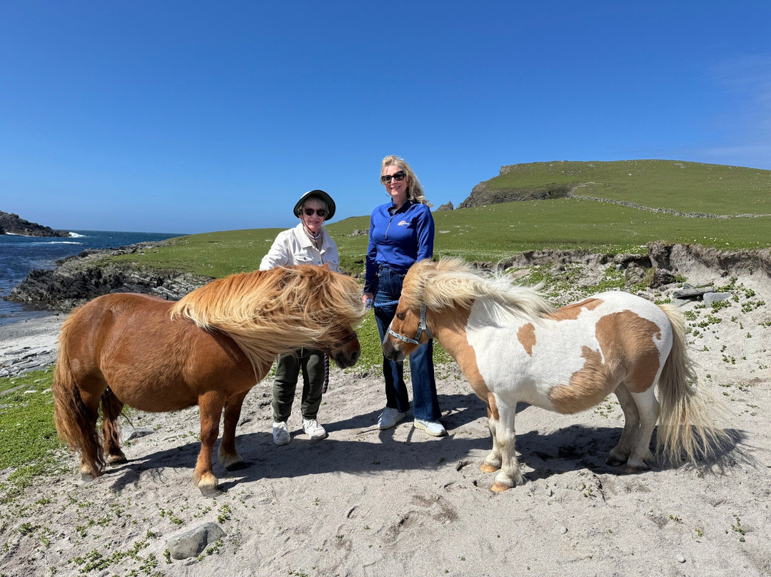 The Shetland Pony Experience-Papil必去景点