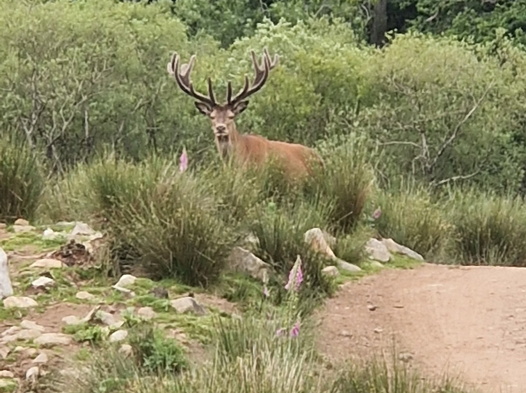 Bainloch Deer Park-Dalbeattie必去景点
