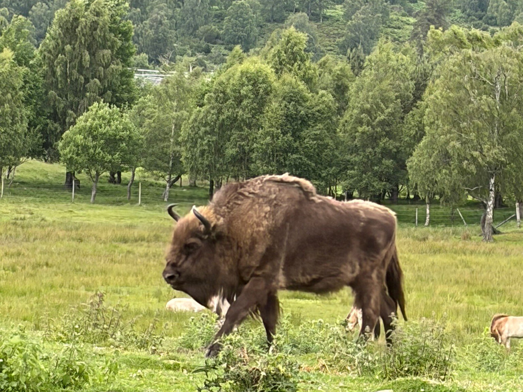 Highland Wildlife Park-Kincraig必去景点