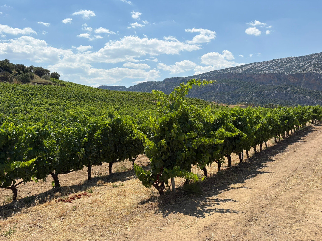 Wine Tasting Berritta-Dorgali必去景点