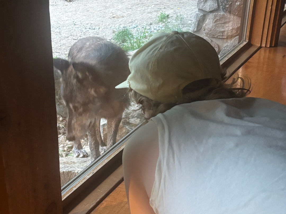 International Wolf Center-伊利必去景点