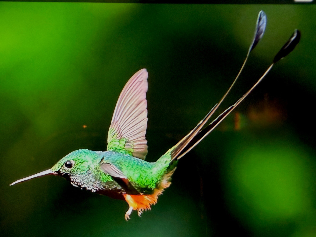Ecuador Birds Tours-基多必去景点