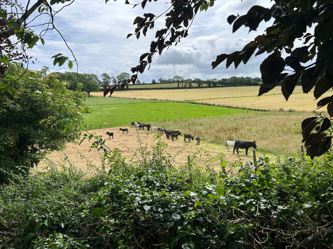 The Donkey Sanctuary-Mallow必去景点