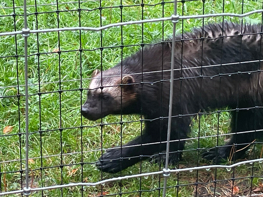 New Forest Wildlife Park-Ashurst必去景点