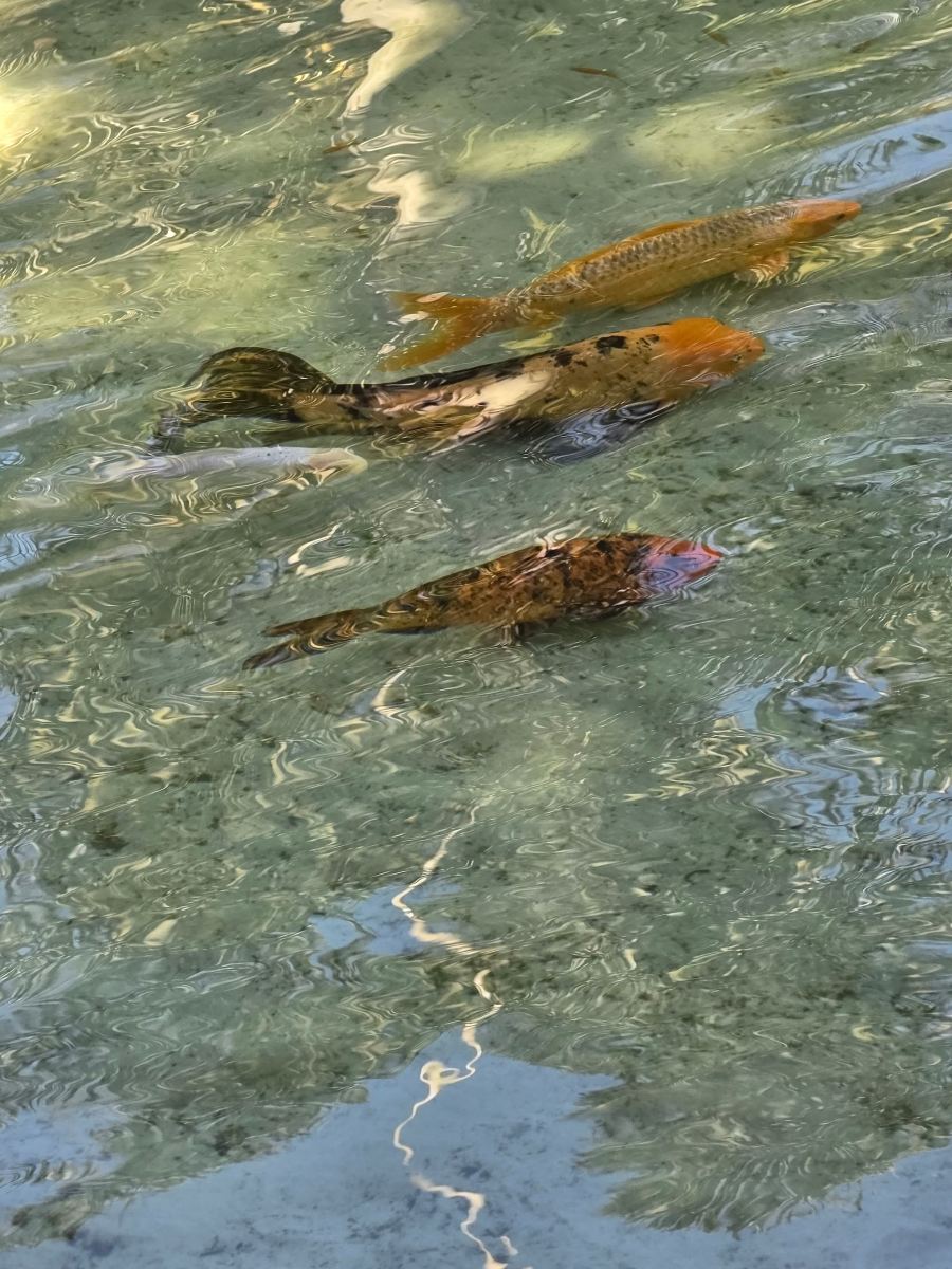 Carpe Diem Eco Resort 奥林匹亚-旅行者