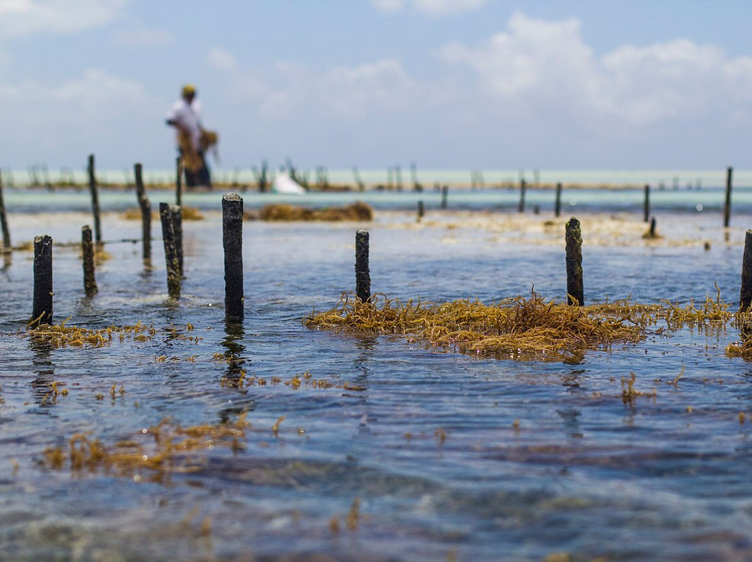 Triple J Zanzibar Tours And Transfers-桑给巴尔市必去景点