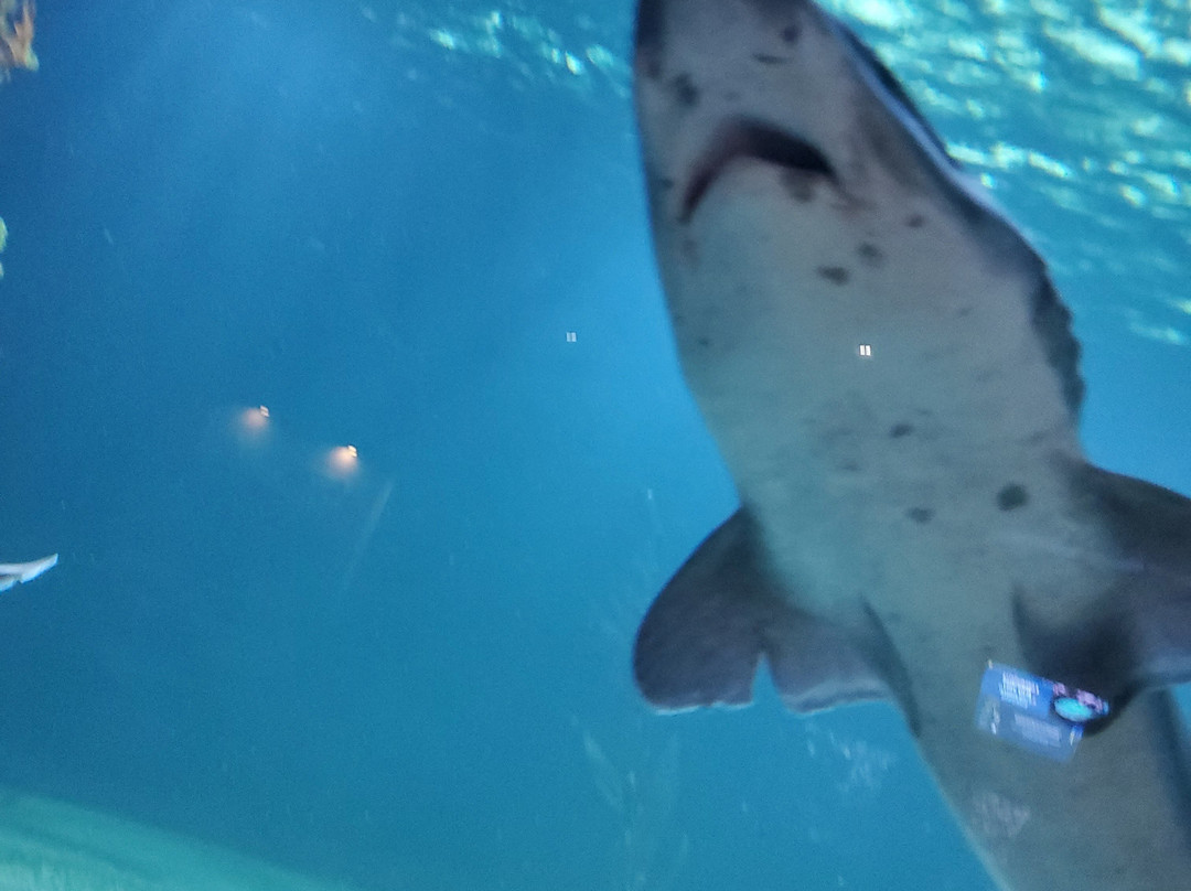 Aquarium de Vendée-Talmont Saint Hilaire必去景点