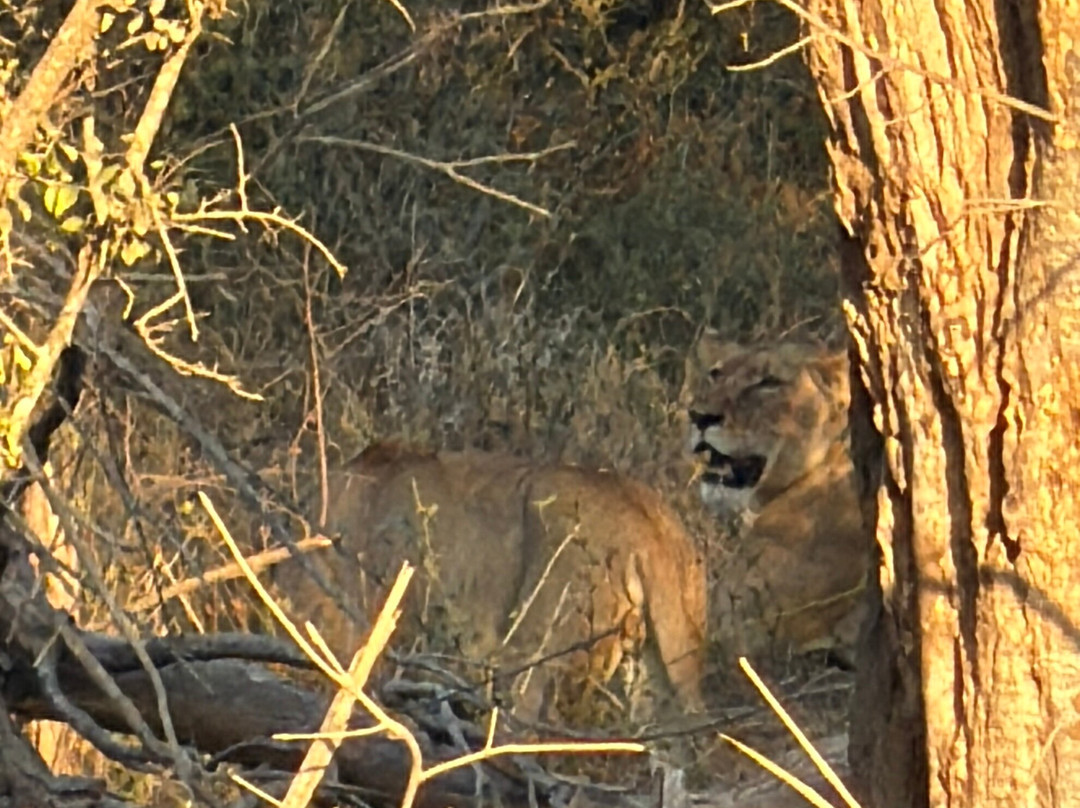 Kruger National Park Safari Specialists - Tours & Safaris-白河必去景点