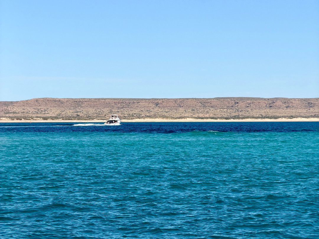 Ningaloo Whaleshark Swim-埃克斯茅斯必去景点
