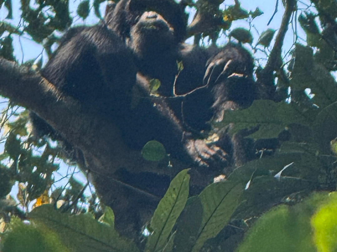 Go Gorilla Trekking-吉佳利必去景点