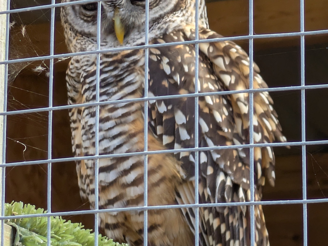 Screech Owl Sanctuary & Animal Park-St Columb Major必去景点
