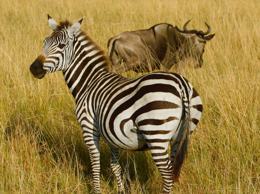 Flexivel Kenya Safaris-内罗毕必去景点