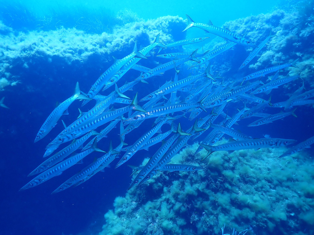 Blu Tek Diving-Marettimo必去景点