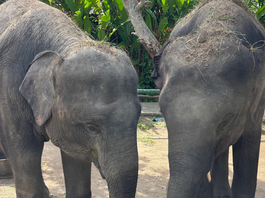 I Love Elephant Samui-Na Mueang必去景点