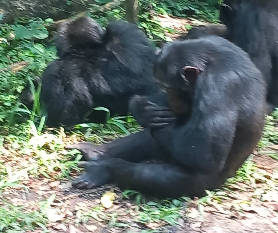Kibale Forest National Park-Fort Portal必去景点