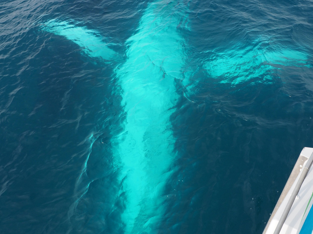 Hervey Bay Whale Watch-尤兰根必去景点
