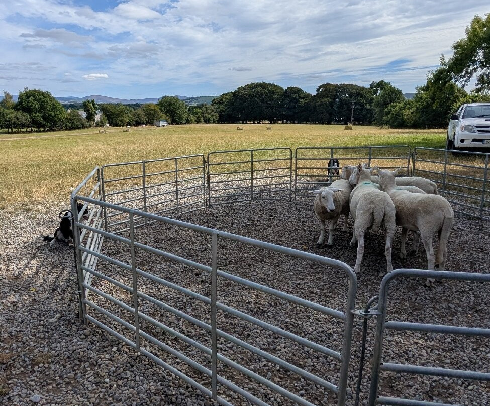 Irish Working Sheepdogs-基尔代尔郡必去景点