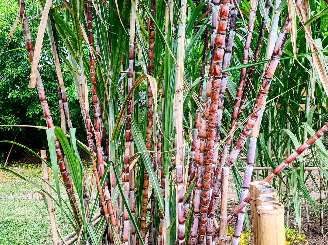 La Rhumerie De Koh Samui-Na Mueang必去景点