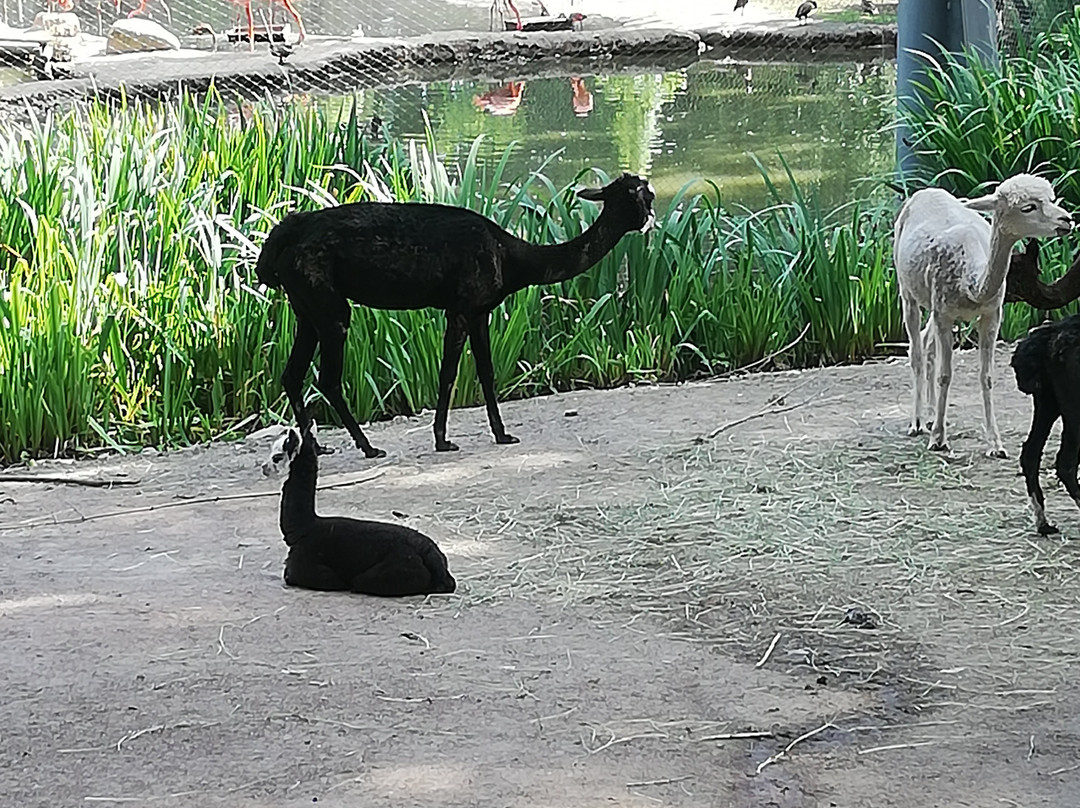 Amerika Tierpark-Limbach必去景点