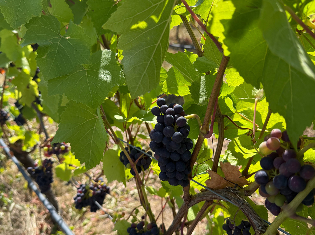 Woodchester Valley Vineyard-斯特劳德必去景点