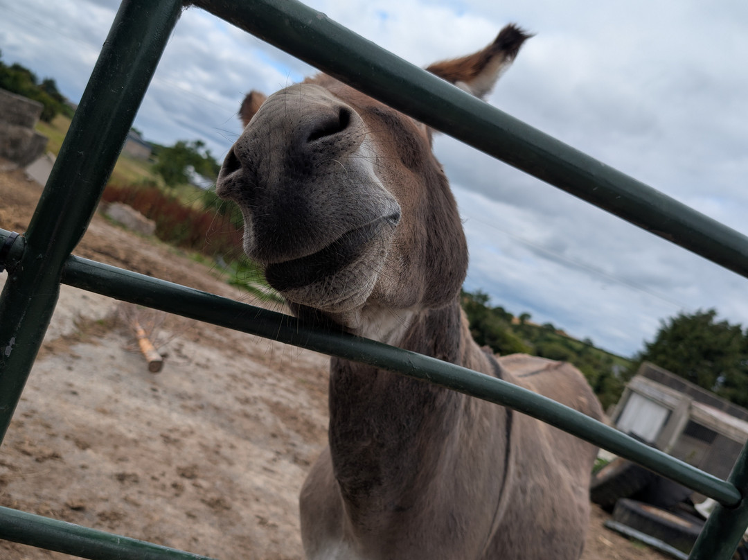 Kinedale Donkeys-Ballynahinch必去景点