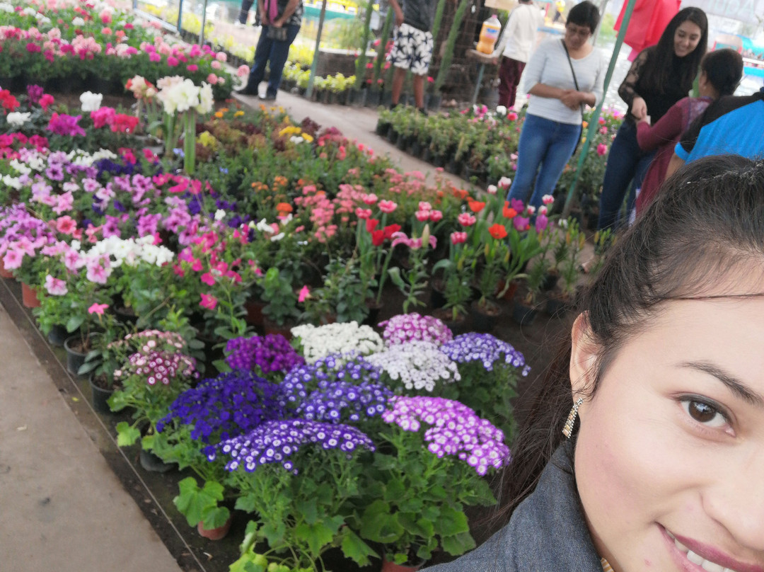 Floating Gardens of Xochimilco-墨西哥城必去景点