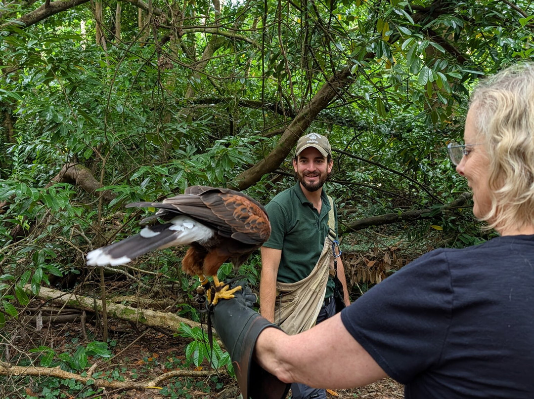 Ireland's School of Falconry-康镇必去景点