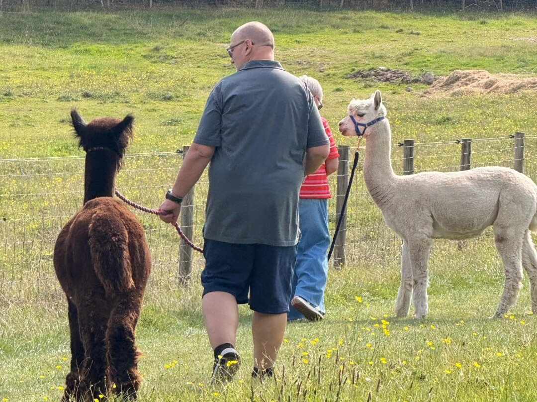 Bardsea Alpacas And Llamas-Bardsea必去景点