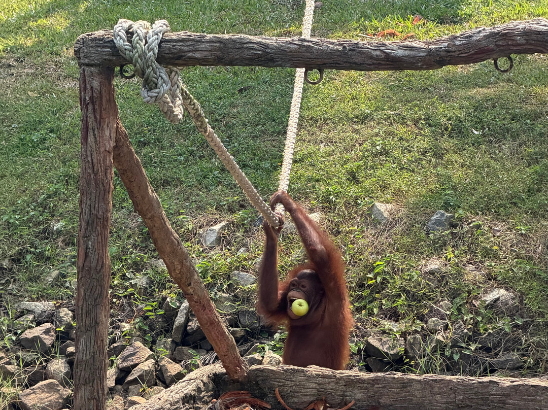 Bukit Merah Orang Utan Island Foundation-新芒魏必去景点