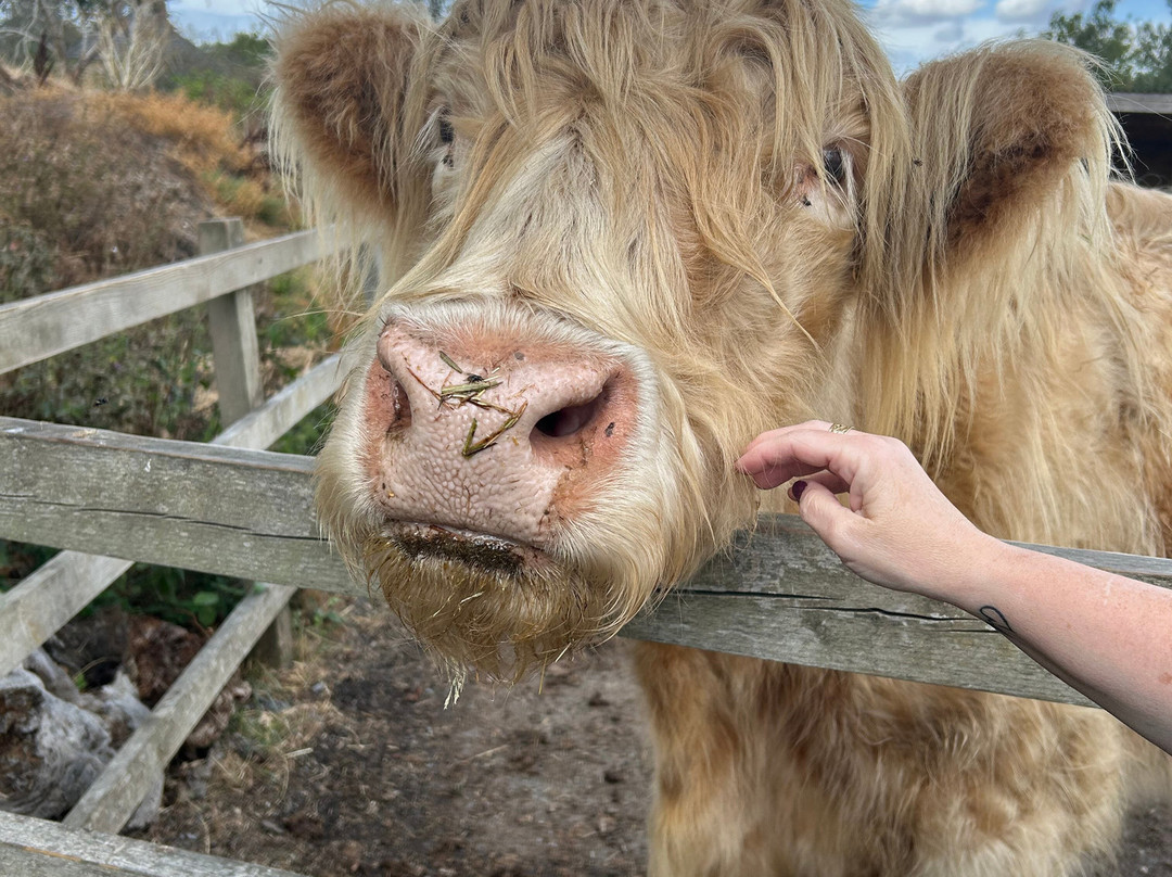 Hopefield Animal Sanctuary & Visitor Centre-布伦特伍德必去景点