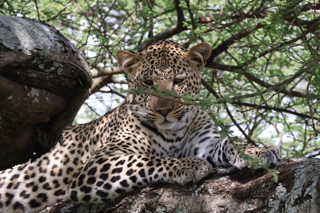 Nasikia Safaris-阿鲁沙必去景点