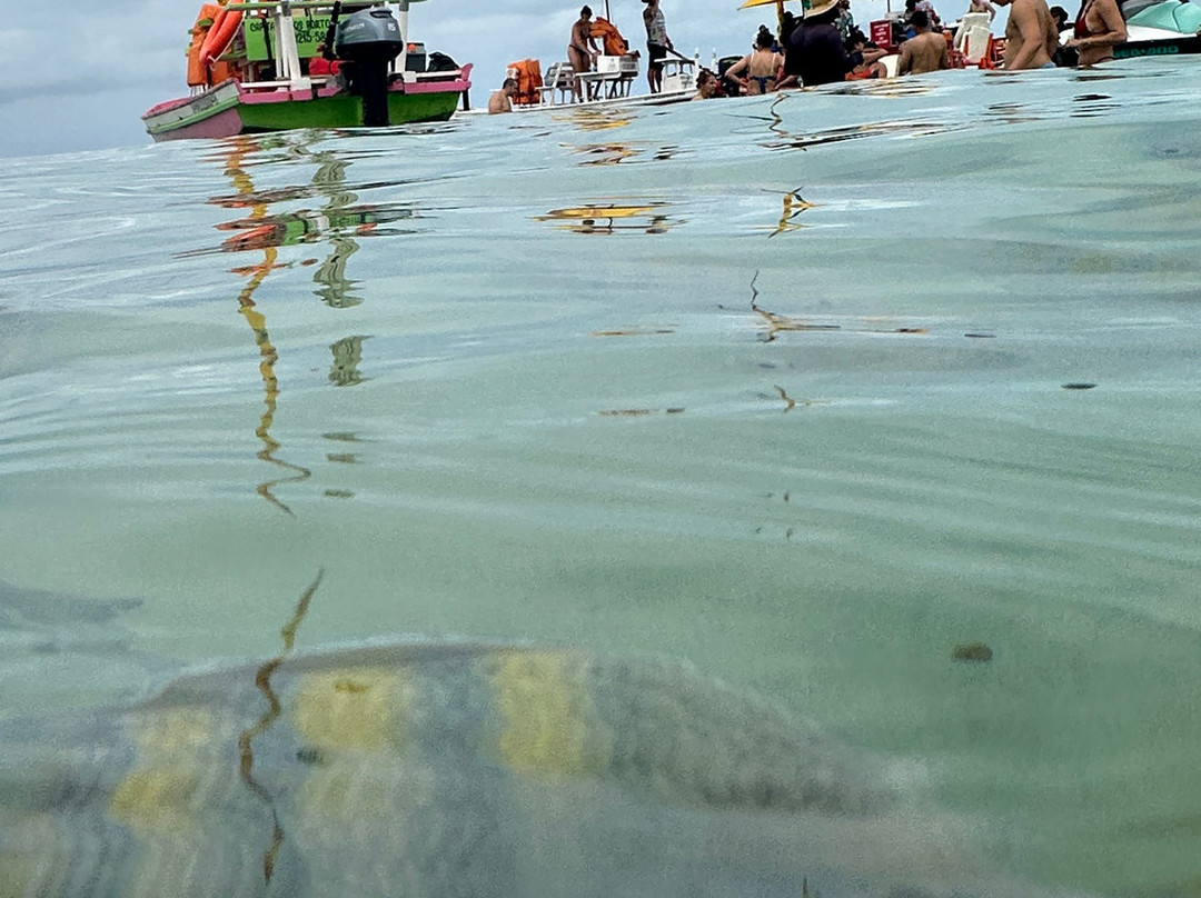 Piscinas Naturais De Pajucara-Maceio必去景点