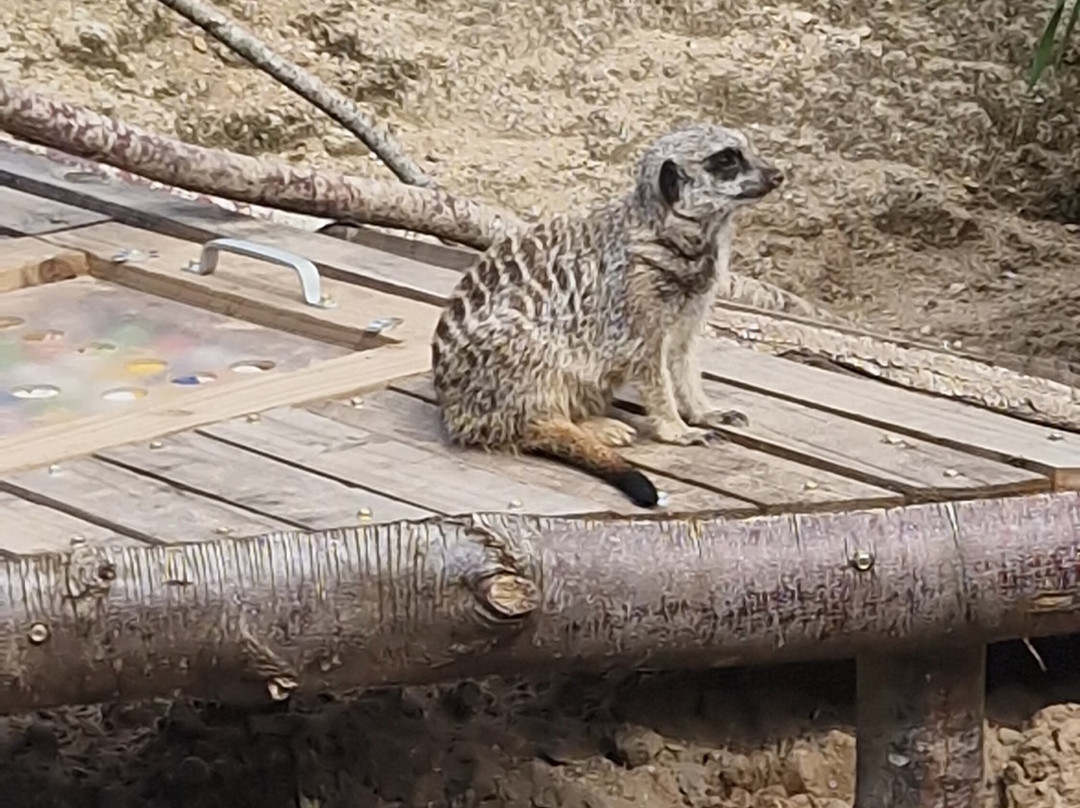 Longleat Safari Park-沃敏斯特必去景点
